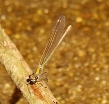 Calopteryx haemorrhoidalis