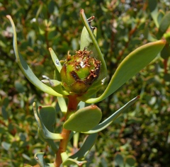 Leucadendron glaberrimum glaberrimum