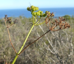 Anginon difforme