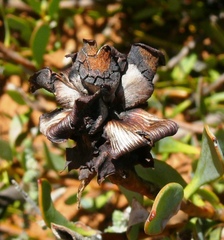 Leucadendron glaberrimum glaberrimum