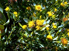 Leucadendron glaberrimum glaberrimum