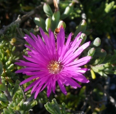 Lampranthus pauciflorus