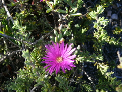 Lampranthus pauciflorus