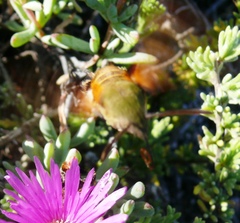 Macroglossum trochilus