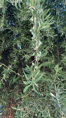 Olea europaea