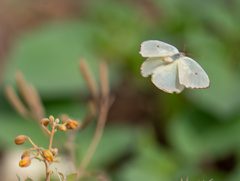 Abaeis mexicana
