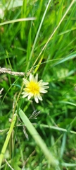 Taraxacum leucanthum