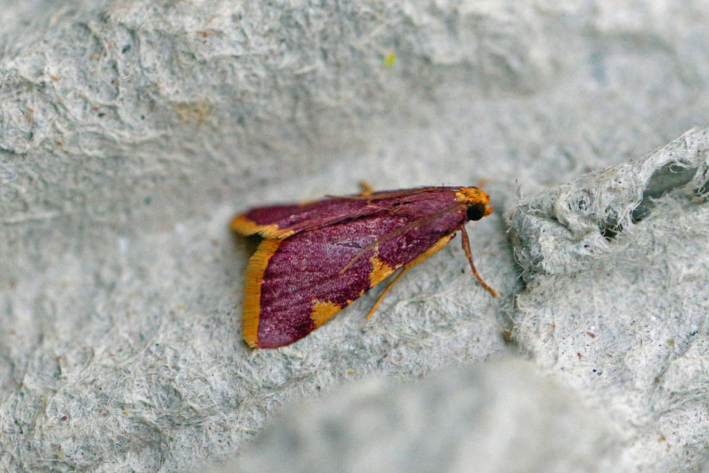 Hypsopygia ignefimbrialis