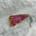 Hypsopygia ignefimbrialis - Photo (c) Nigel Voaden, algunos derechos reservados (CC BY)