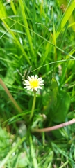 Taraxacum leucanthum