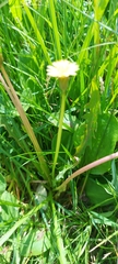 Taraxacum leucanthum