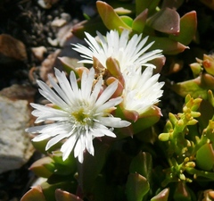 Delosperma patersoniae