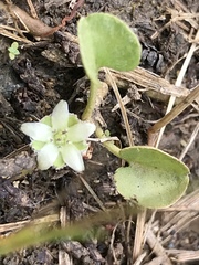 Dichondra donelliana