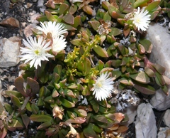 Delosperma patersoniae