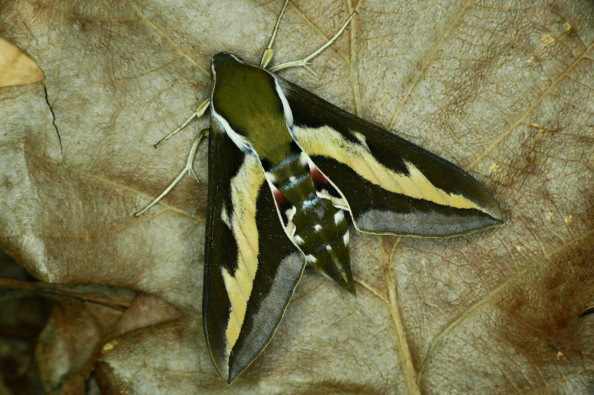 Bedstraw Hawk-moth (Pennsylvania Moths) · iNaturalist