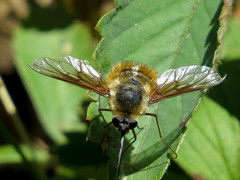 Bombylius mexicanus