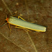 Scarce Footman Moth - Photo (c) Michał Brzeziński, some rights reserved (CC BY-NC), uploaded by Michał Brzeziński
