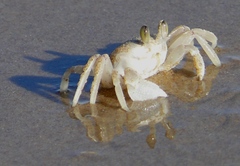 Ocypode ryderi