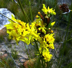 Bobartia rufa