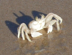 Ocypode ryderi