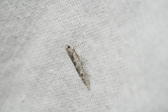 Batrachedra praeangusta