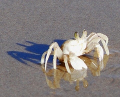 Ocypode ryderi