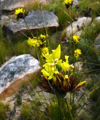 Bobartia rufa