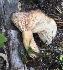 Lactarius olympianus