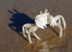 Ocypode ryderi