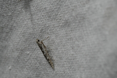 Batrachedra praeangusta