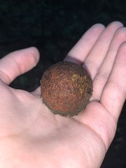Carya glabra