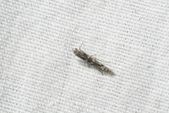 Batrachedra praeangusta