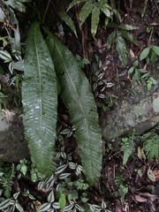 Microsorum membranaceum