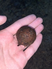 Carya glabra