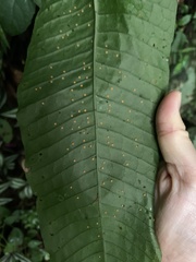 Microsorum membranaceum