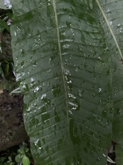 Microsorum membranaceum