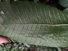 Microsorum membranaceum