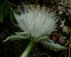 Haemanthus albiflos