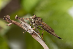 Machimus snowii