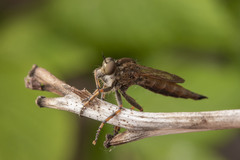 Machimus snowii