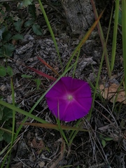 Ipomoea suffulta