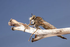 Machimus snowii
