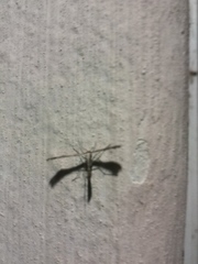 Anstenoptilia