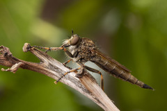 Machimus snowii