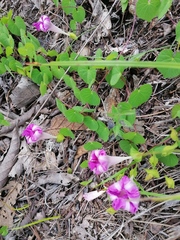 Ipomoea suffulta