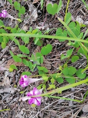 Ipomoea suffulta