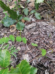 Ipomoea suffulta