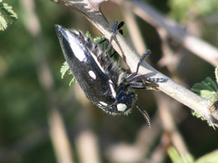 Sternocera orissa orissa