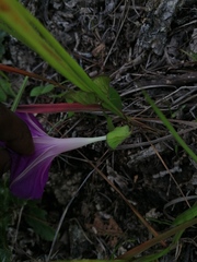 Ipomoea suffulta