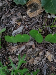 Ipomoea suffulta